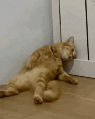 Cat Dead